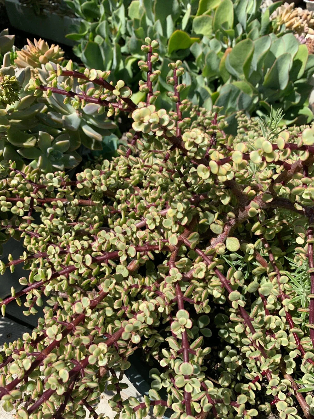 Variegated Elephant Bush Mini Jade Cuttings – 6 Pieces, Crassula perfoliata var. Falcata, Indoor Outdoor Succulent Plant Collection