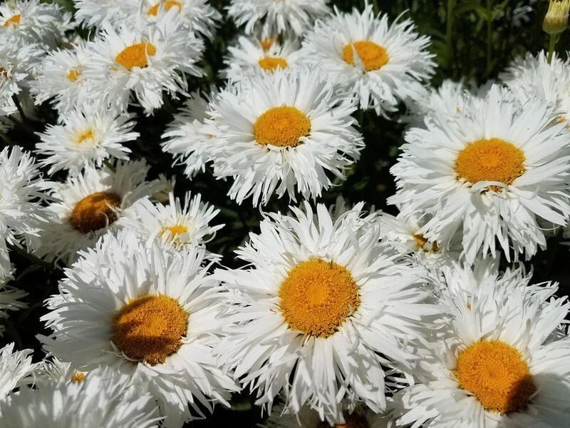 Crazy Daisy Shasta Seeds - Perennial Frilly White Flowers - Non-GMO 100 Seeds - Leucanthemum × superbum for Gardens, Borders & Containers