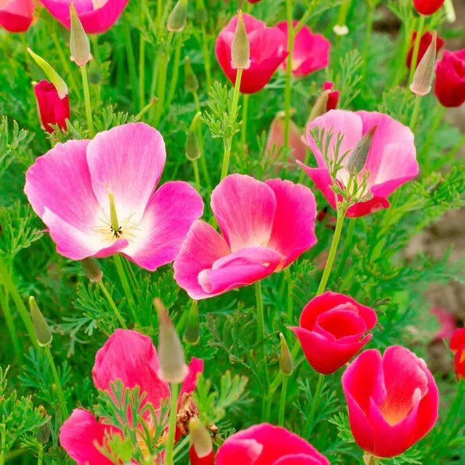 California Carmine King Poppy Seeds - 200+ Pack, Papaver californicum, Bright Red Flowers, Garden Ready, Non-GMO, USA Grown