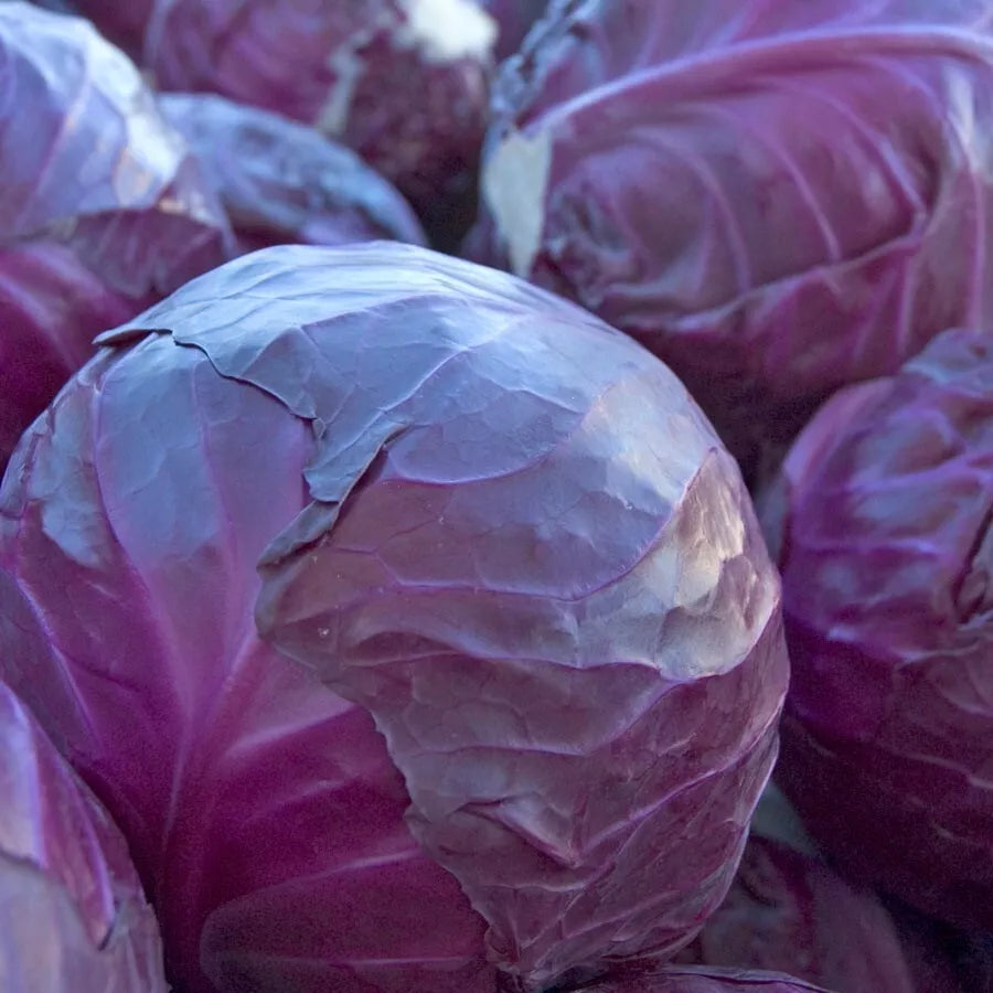 Red Acre Cabbage Seeds Pack of 200+ | Heirloom NON-GMO Brassica oleracea var. capitata for Home Gardens