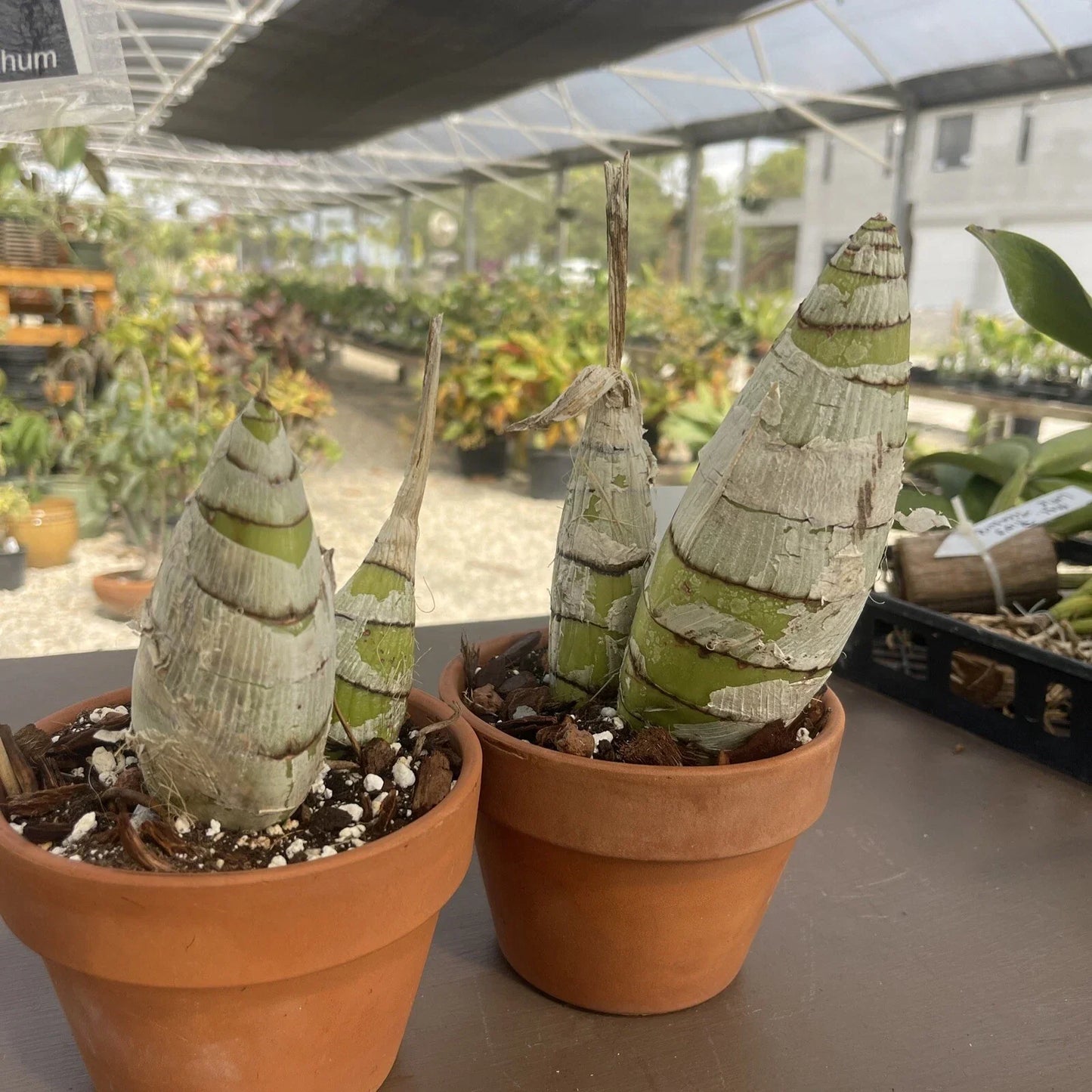 Rare Cyrtopodium Diserathum Orchid - Live Bare Root Import for Collectors, Exotic Orchid with Vibrant Blooms, Epiphytic, Central America