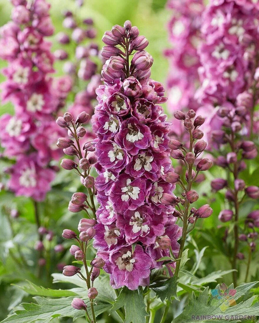 Bee Delphinium Seeds - 200+ Pink & White Flowering Delphinium elatum for Garden, Pollinator Attracting, Full Sun, USA Grown