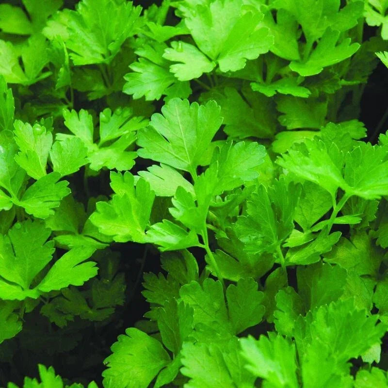 Parsley Seeds - Organic Non-GMO Herb Seeds - Petroselinum crispum - Culinary & Medicinal Herb for Garden or Containers
