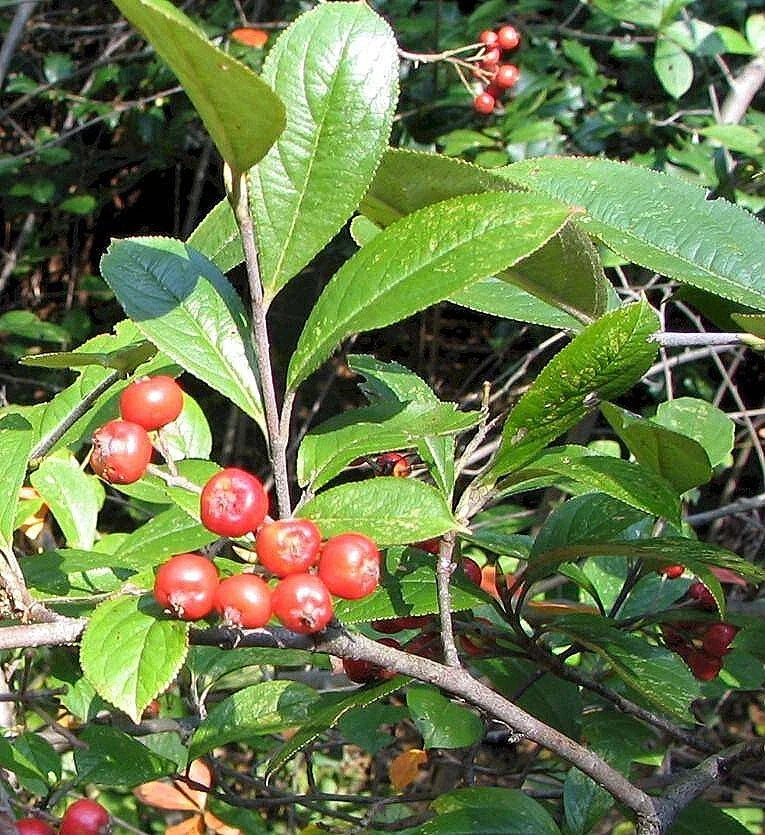 Red Chokeberry Seeds - Aronia arbutifolia Edible Berries, Ornamental Shrub for Gardens, 30 Seeds, Native Fruit Plant