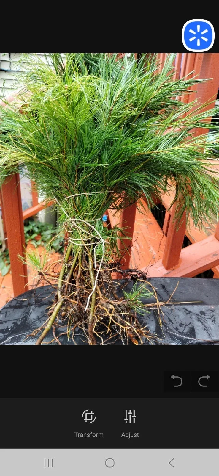 Eastern White Pine Tree Seedlings - Bare Root 6-16 Inches - Pinus strobus - Maine Grown - Reforestation, Landscaping, Wildlife Habitat