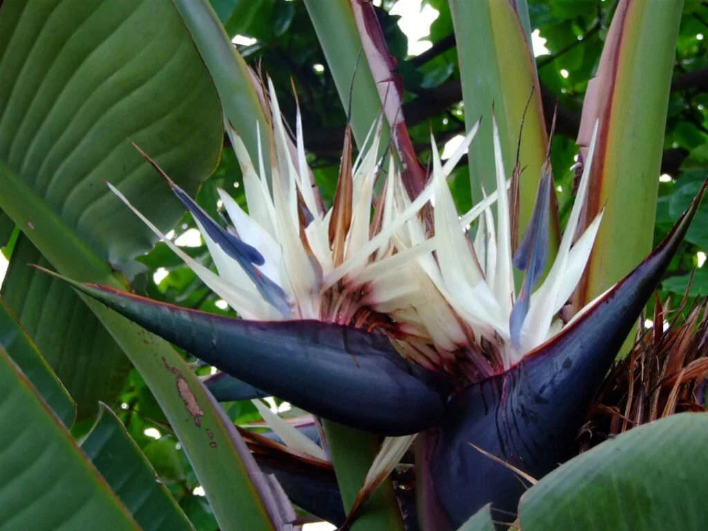 Giant Bird of Paradise Plant - 10-12 Inch Rooted Indoor Strelitzia nicholai Tropical Foliage