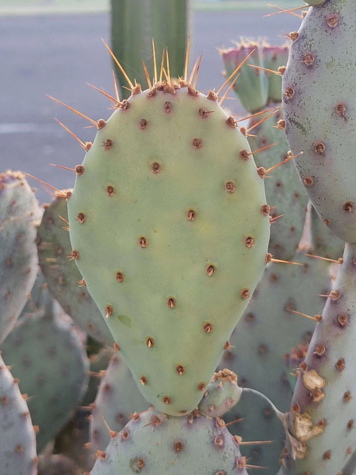 Prickly Pear Cactus Cutting – Opuntia Macrocentra – Drought-Tolerant Succulent for Indoor & Outdoor Gardens