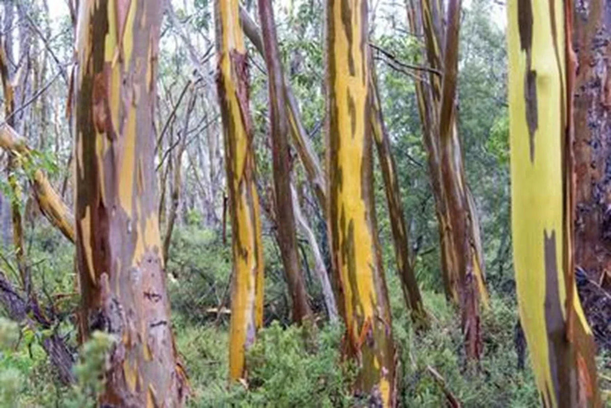 Eucalyptus Seeds - 50 Tasmania Yellow Perennial Flower Seeds - Eucalyptus globulus - Attracts Pollinators, Garden Essential