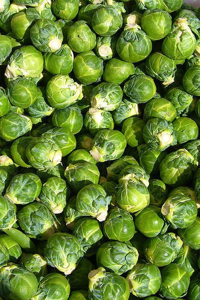 Brussels Sprouts Seeds - 520 Count Heirloom Brassica oleracea var. gemmifera Non-GMO for Home Gardens & Containers
