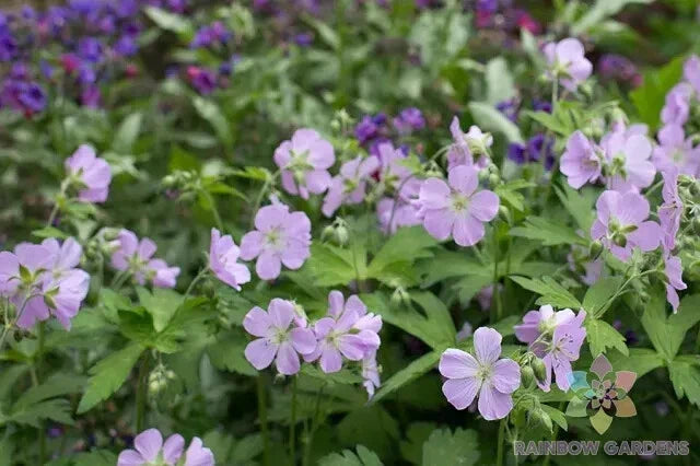 25+ Joan Baker Geranium Seeds Pelargonium x hortorum Garden Planting Non-GMO, Easy to Grow, Vibrant Blooms, USA Grown