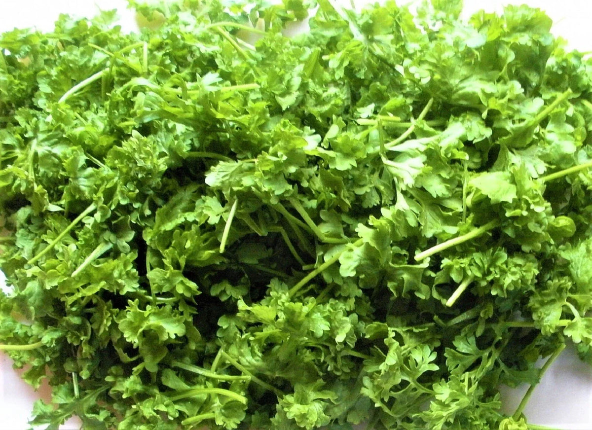 Curled Cress Seeds - 500+ Non-GMO Seeds for Gardening - Lepidium sativum - Fast-Growing Herb for Salads and Garnishes