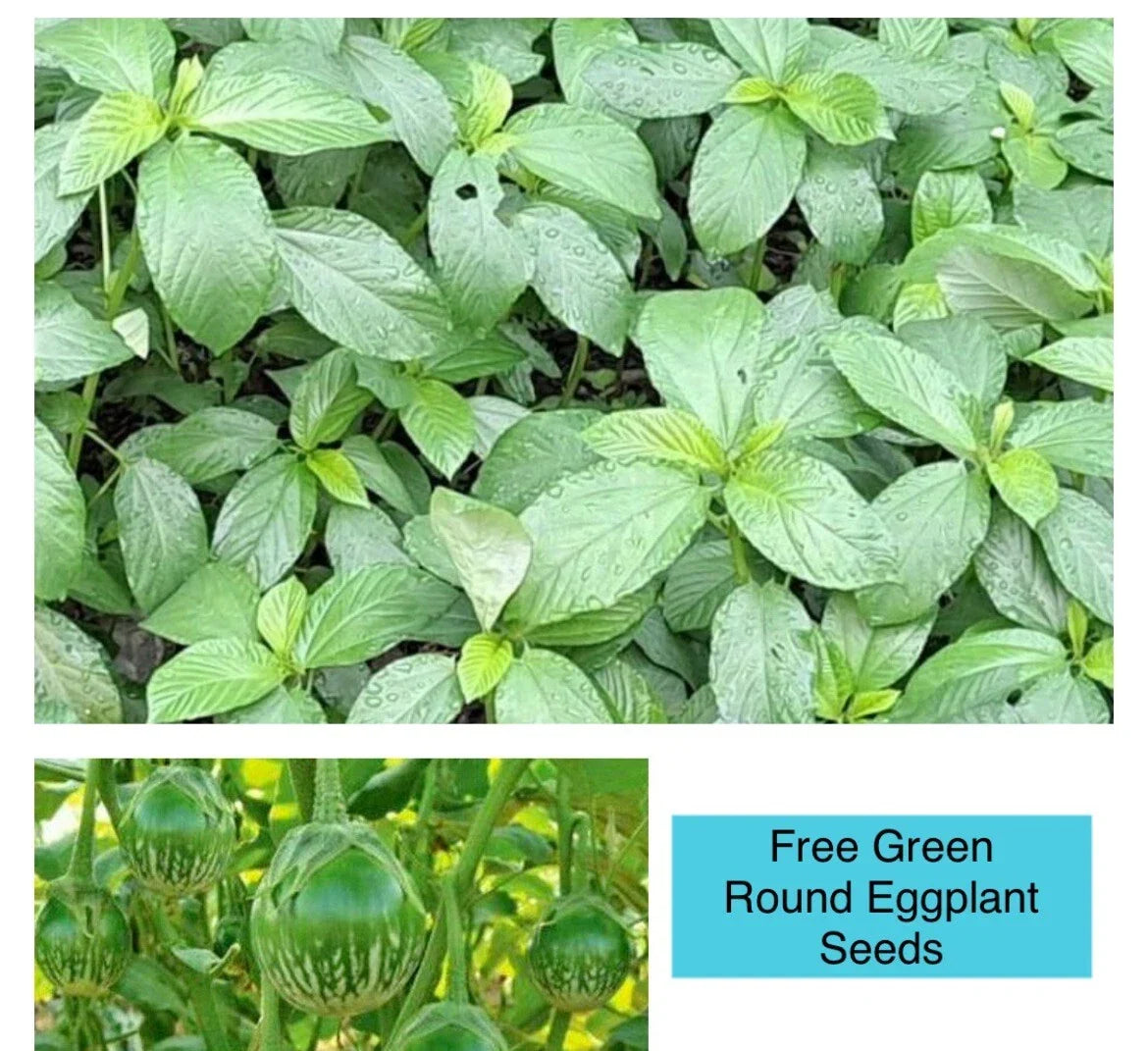 Egyptian Spinach Seeds - 200+ Saluyot, Jute Molokhia, Corchorus olitorius, Annual Plant for Home Garden, Container Gardening