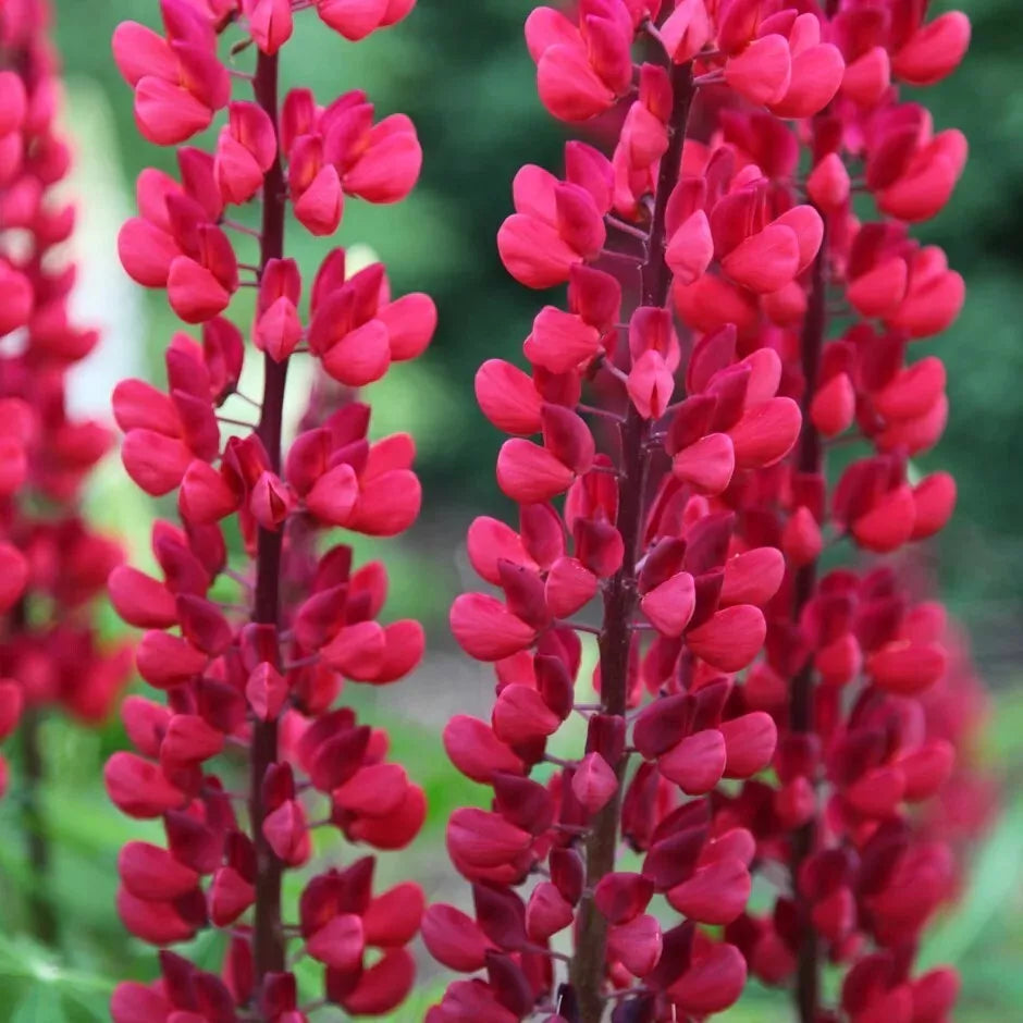 25 Lupine Seeds Perennial Flower Seeds - Blue, Purple & Pink Lupinus polyphyllus for Garden, Pollinator Attracting, Hardy Zones 3-7