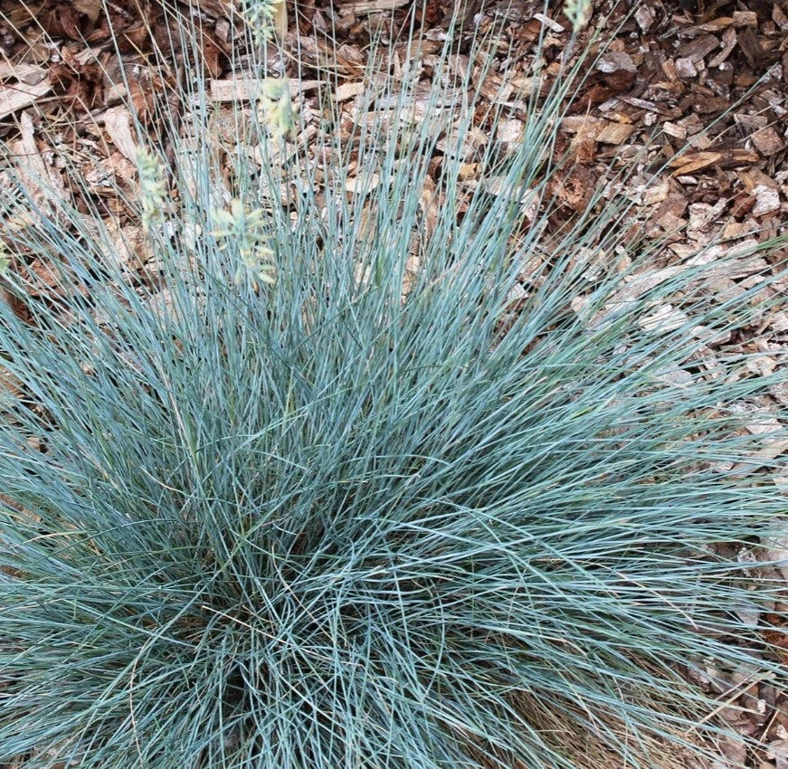 Blue Fescue Ornamental Grass Plant - Elijah Blue Variety - Festuca glauca - Compact Silvery-Blue Foliage for Gardens
