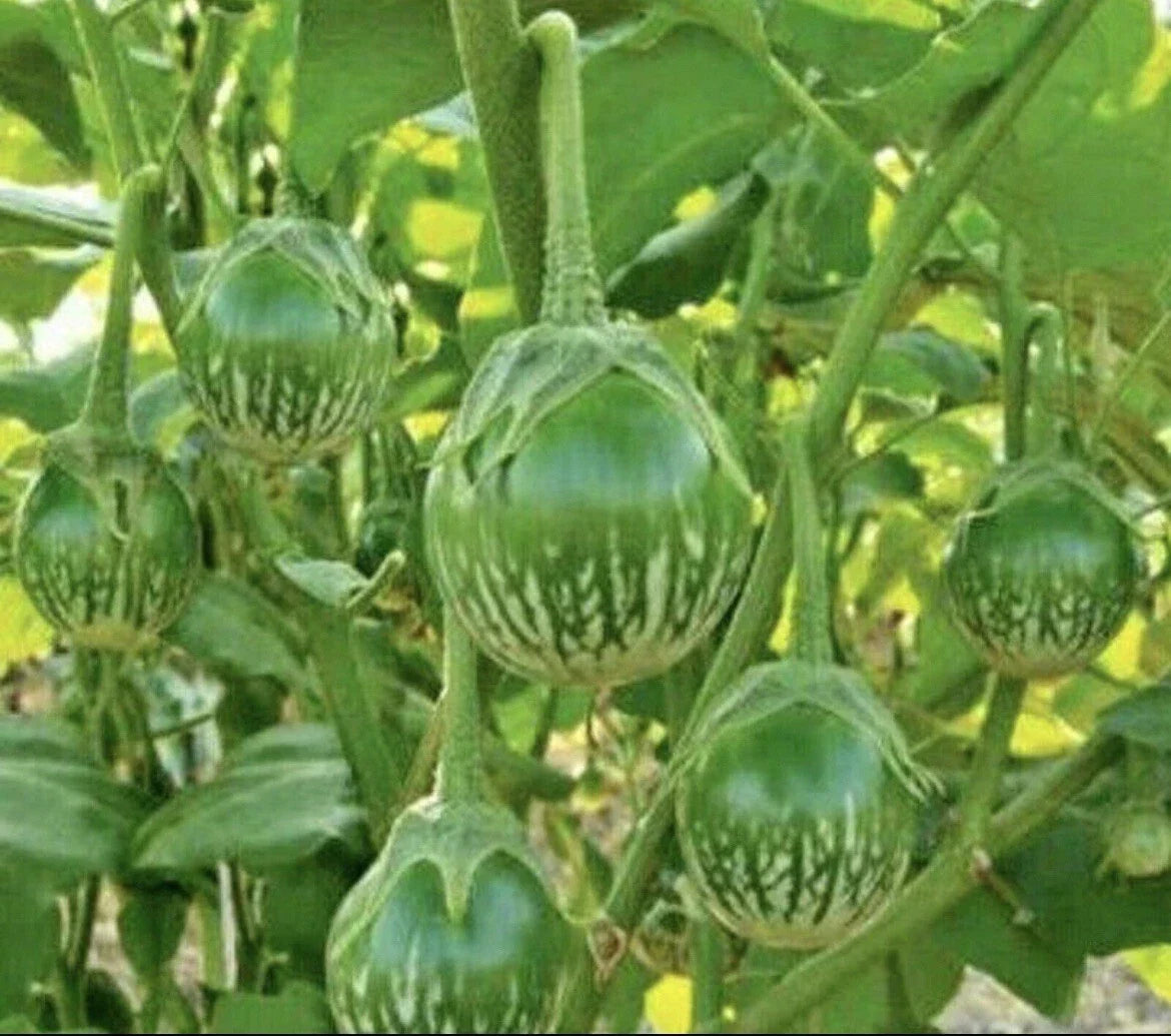 Thai Green Eggplant Seeds - 50+ Round Solanum melongena Heirloom Vegetable Seeds for Home Garden, Organic, Non-GMO