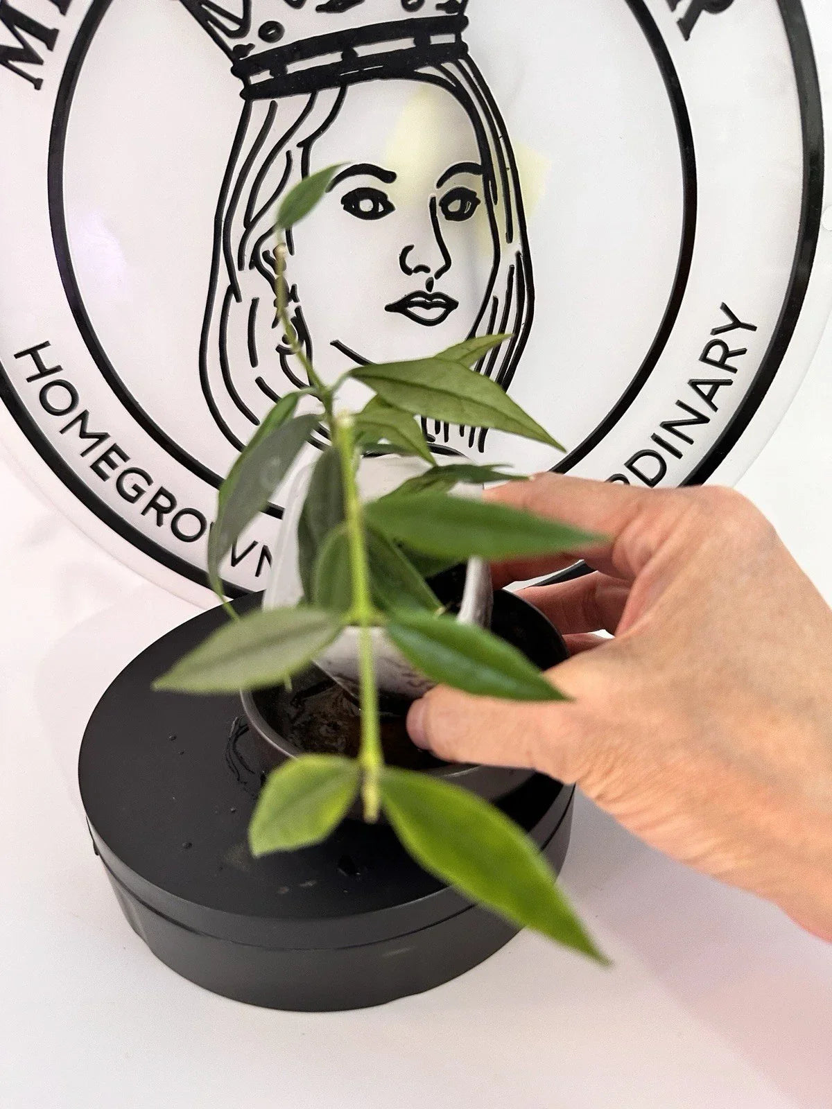 Hoya Paxtonii Plant - 4 Inch Trailing Houseplant - Wax Plant with Thick Green Leaves - Hoya paxtonii