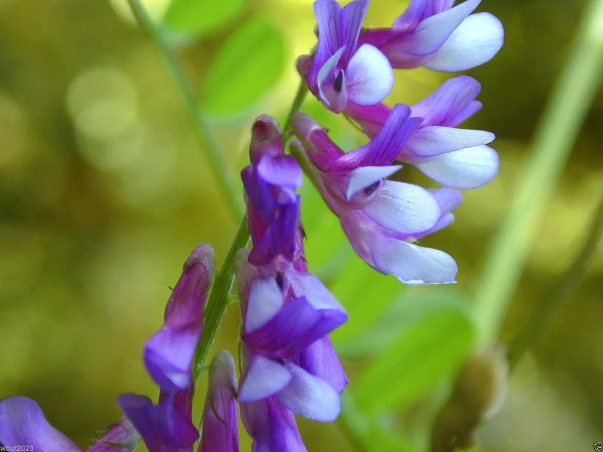 Hairy Vetch Seeds 1000 Count - Cover Crop & Green Manure for Soil Health (Vicia villosa) - Erosion Control & Pasture Use