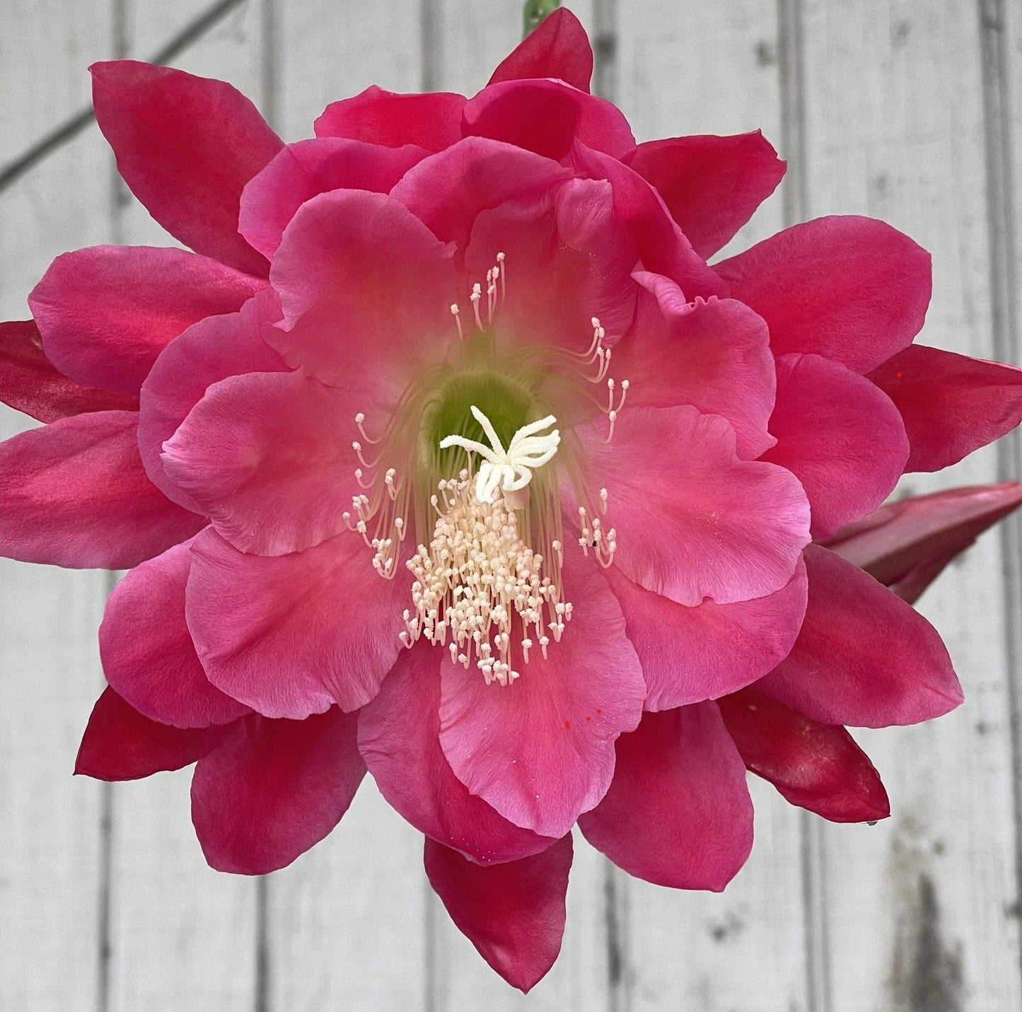 Epiphyllum Hybrid Starter Pot 4" Nini's Two Toned Pink Succulent, Fully-Rooted Epiphyllum spp. for Indoor Garden