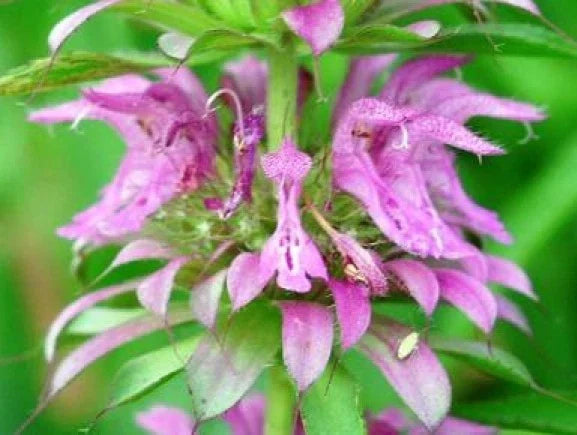 Lemon Mint Flower Seeds 100 Pack - Aromatic Bee Balm (Monarda citriodora) for Pollinator Gardens and Culinary Use