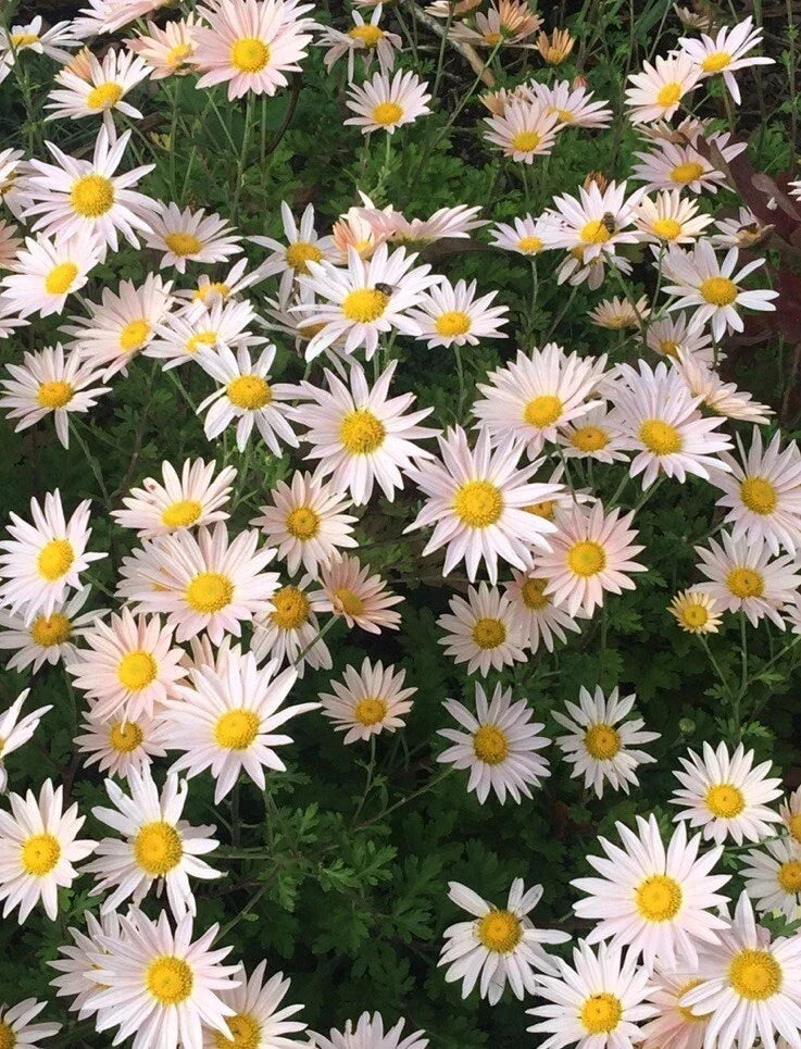 Pink Ryans Mums Live Plants – 12 Roots Chrysanthemum Perennial with Pink Daisy Flowers, Garden Flowering Plant