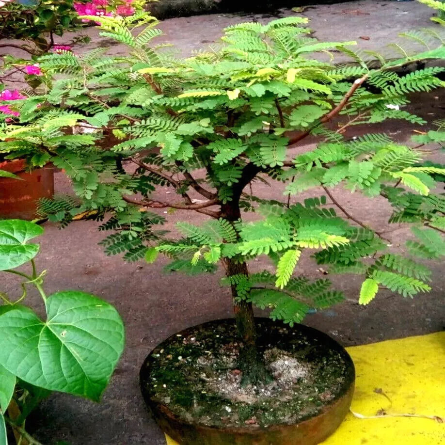 Tamarind Tree Seeds - 5 Pack - Tropical Fruit Plant - Tamarindus indica - Bonsai & Garden Tree