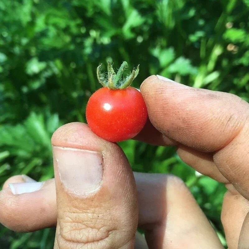 Red Currant Tomato Seeds - Organic Heirloom Non-GMO, Small Cherry Variety, Solanum lycopersicum, Perfect for Home Garden, Container Gardening