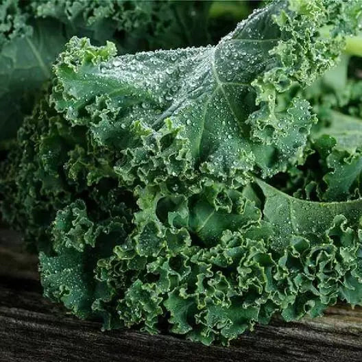 Kale Microgreens Seeds - 500 Non-GMO Blue Curled Scotch Vates Heirloom - Brassica oleracea var. sabellica