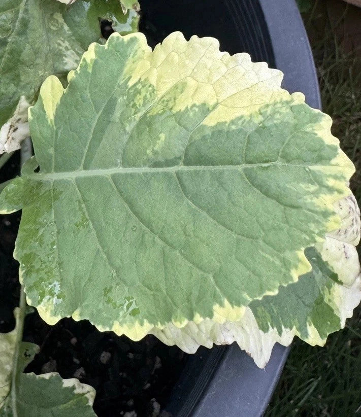 Tree Collards Cuttings – Organic Kosmic Kale Brassica Oleracea Var. Alboglabra for Sustainable Plant Propagation