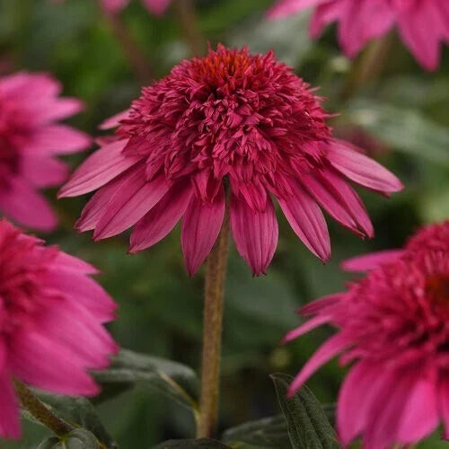 Watermelon Coneflower Seeds - 50 Perennial Echinacea purpurea Bright Pink Blooms for Garden Planting