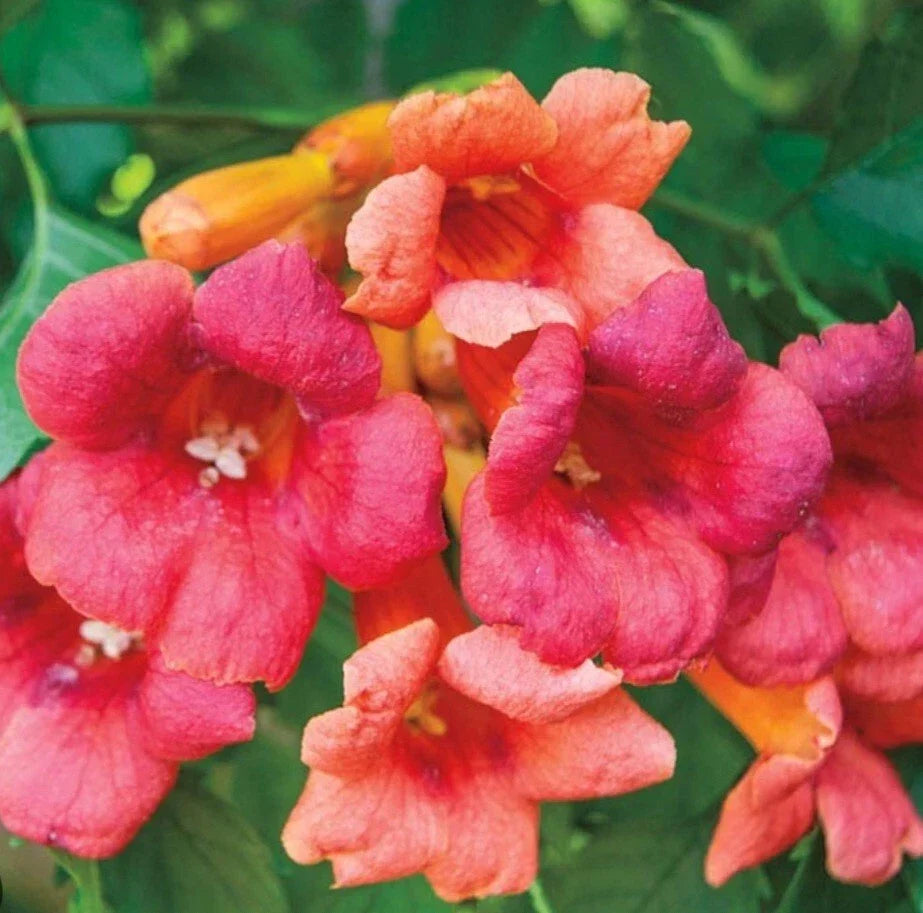 Bare Root Trumpet Vine Plant - Campsis radicans - Vibrant Orange Red Climber for Garden, Hummingbird Attractant