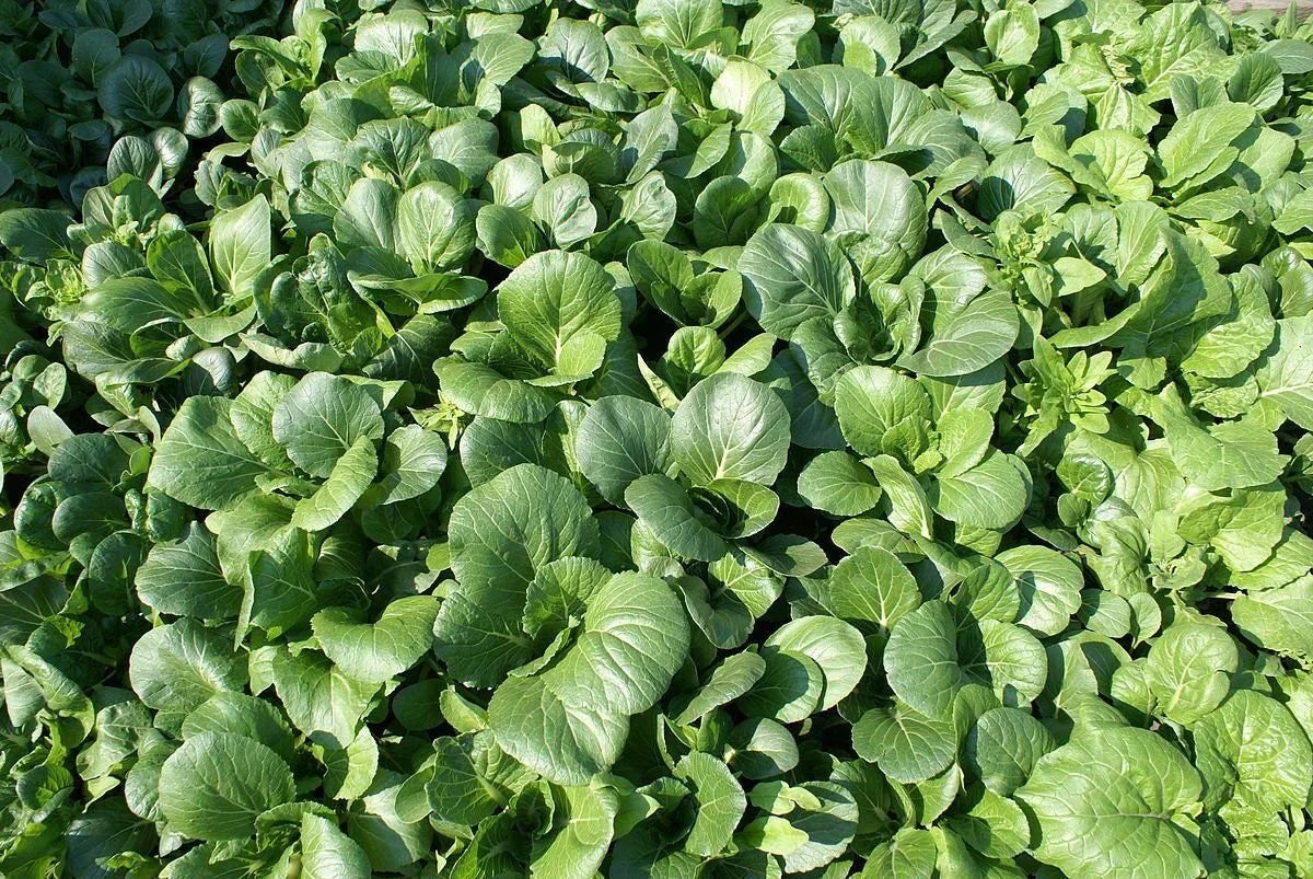 Tat Soi Seeds - Heirloom Non-GMO Brassica rapa subsp. narinosa Chinese Cabbage Seeds for Home Garden, Salad, Stir-fry