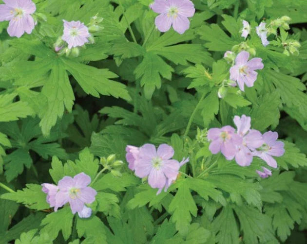 Cranesbill Wild Geranium Bare Roots 10 Pack - Native Perennial Wildflower for Pollinators - Geranium maculatum