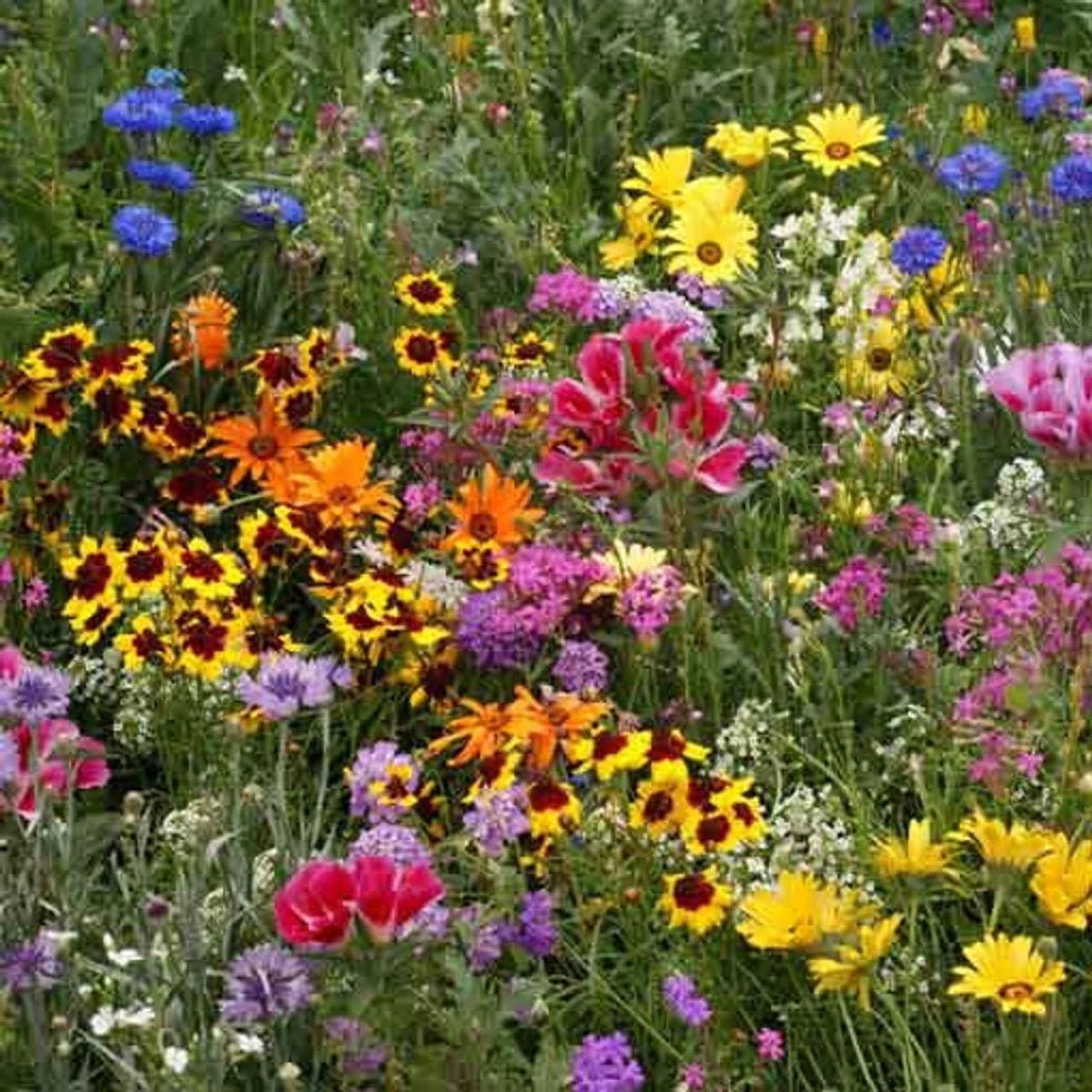 Low Grow Wildflower Mix Seeds - 200+ Colorful Blend, 18 Species, Native Wildflowers for Garden Planting, Varied Species