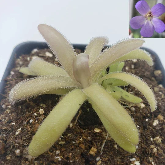 Pinguicula agnata x gypsicola Carnivorous Butterwort Plant 4-Inch Pot Indoor Garden Succulent Insect Catcher