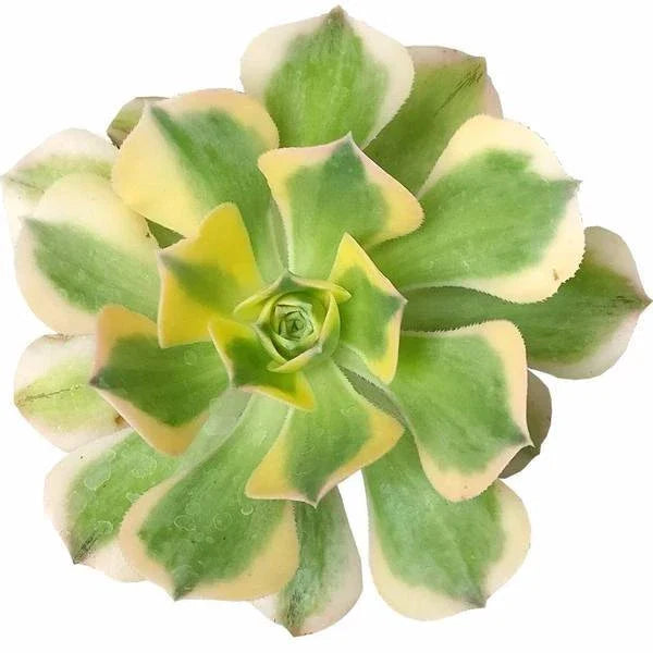 Aeonium Sunburst Variegated Succulent Plant - 2'', 4'', 6'' Potted Indoor or Outdoor Garden Plant