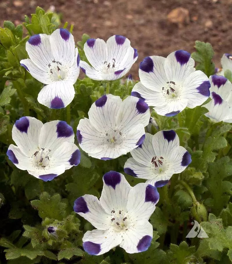 Five-Spot Buffalo Eyes Seeds - Nemophila maculata - Blue Flowers with White Spots, Non-GMO, Annual, 200 Seeds for Sun & Shade
