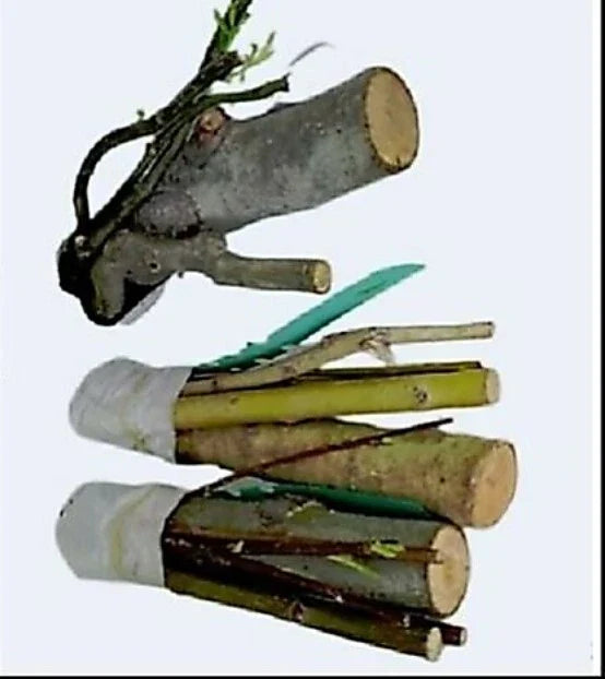 Bonsai Willow Tree Cuttings – Australian Weeping Dragon Salix babylonica with 3 Thick Trunks for Miniature Tree Cultivation