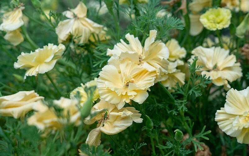 California Cream Swirl Poppy Seeds - 200+ Pack, Vibrant Garden Flower Seeds, Eschscholzia californica, Easy to Grow, Non-GMO