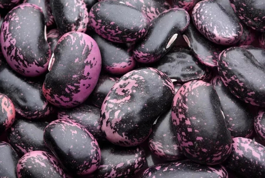 Scarlet Emperor Runner Bean Seeds - Heirloom Phaseolus coccineus Climbing Vine, Vibrant Red Flowers, 10 Seeds