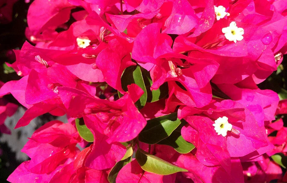Bougainvillea Starter Plant VERA LYNN Variety Live Plug Climbing Vine for Gardens and Landscaping