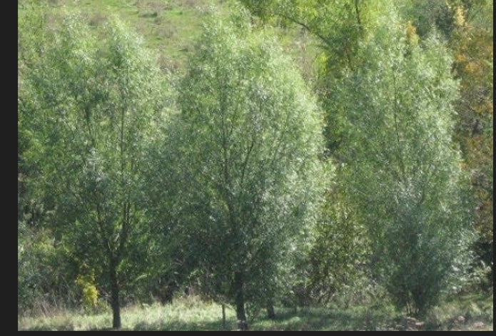 Aussie Hybrid Willow Thick Cutting | Fast-Growing Privacy Tree | Salix x fragilis for Shade & Screening