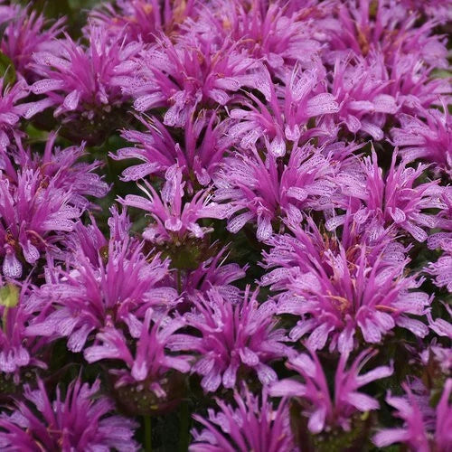 Amethyst Bee Balm Seeds - 100 Pack, Monarda fistulosa, Hummingbird & Butterfly Attractant, Perennial Flower Seeds for Garden, Pollinator Habitat