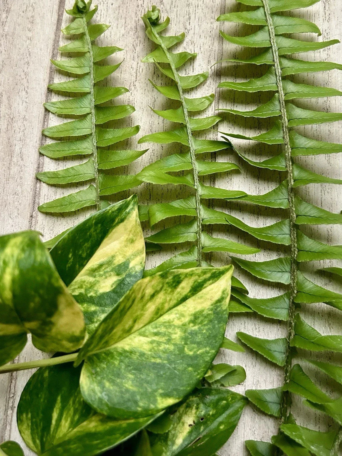 Rooted Plant Cuttings - 10 Pothos & Fern Varieties - Epipremnum aureum & Ferns for Indoor Gardening