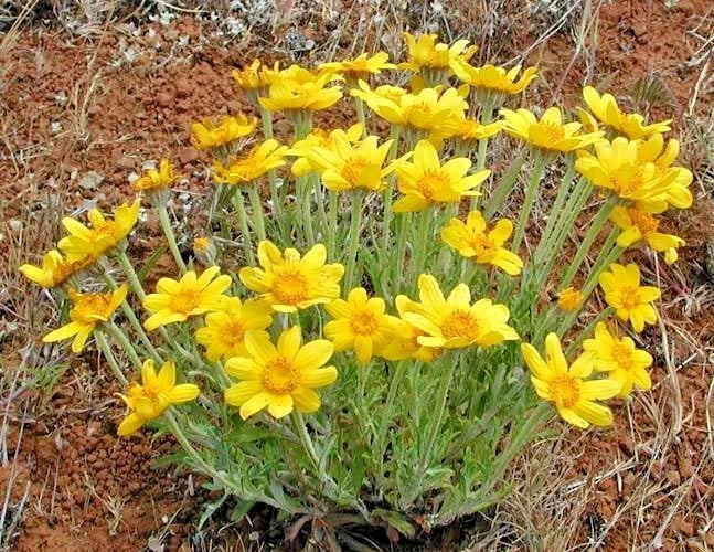 Oregon Sunshine Seeds - Wooley Sunflower Native Wildflower Drought Tolerant Pollinator Attracting 301+ Seeds