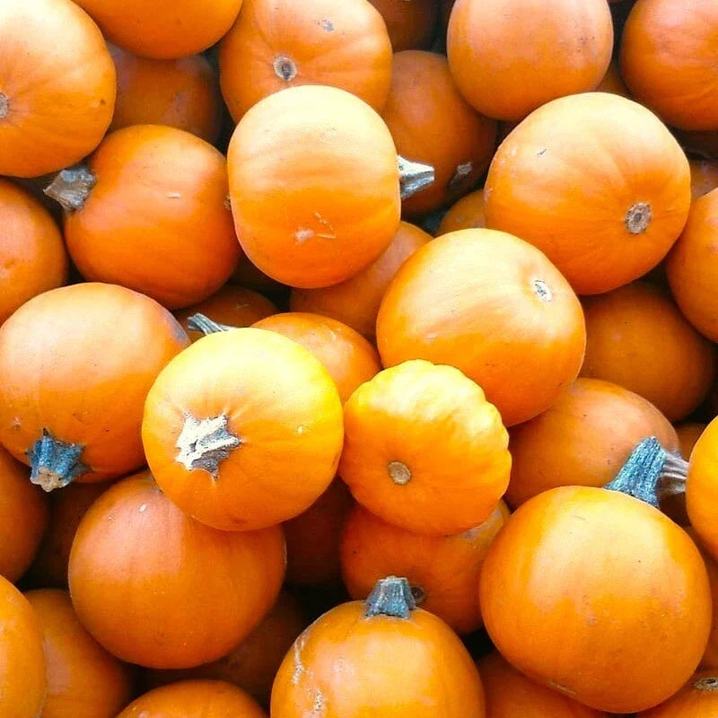 Wee-B-Little Mini Orange Pumpkin Seeds | Cucurbita pepo Bush Round Pumpkins for Fall Decorations & Gardening