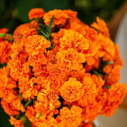 French Marigold Seeds - Tangerine Double Dwarf, Non-GMO, 100 Seeds, Tagetes patula, Compact, Bright Orange Flowers