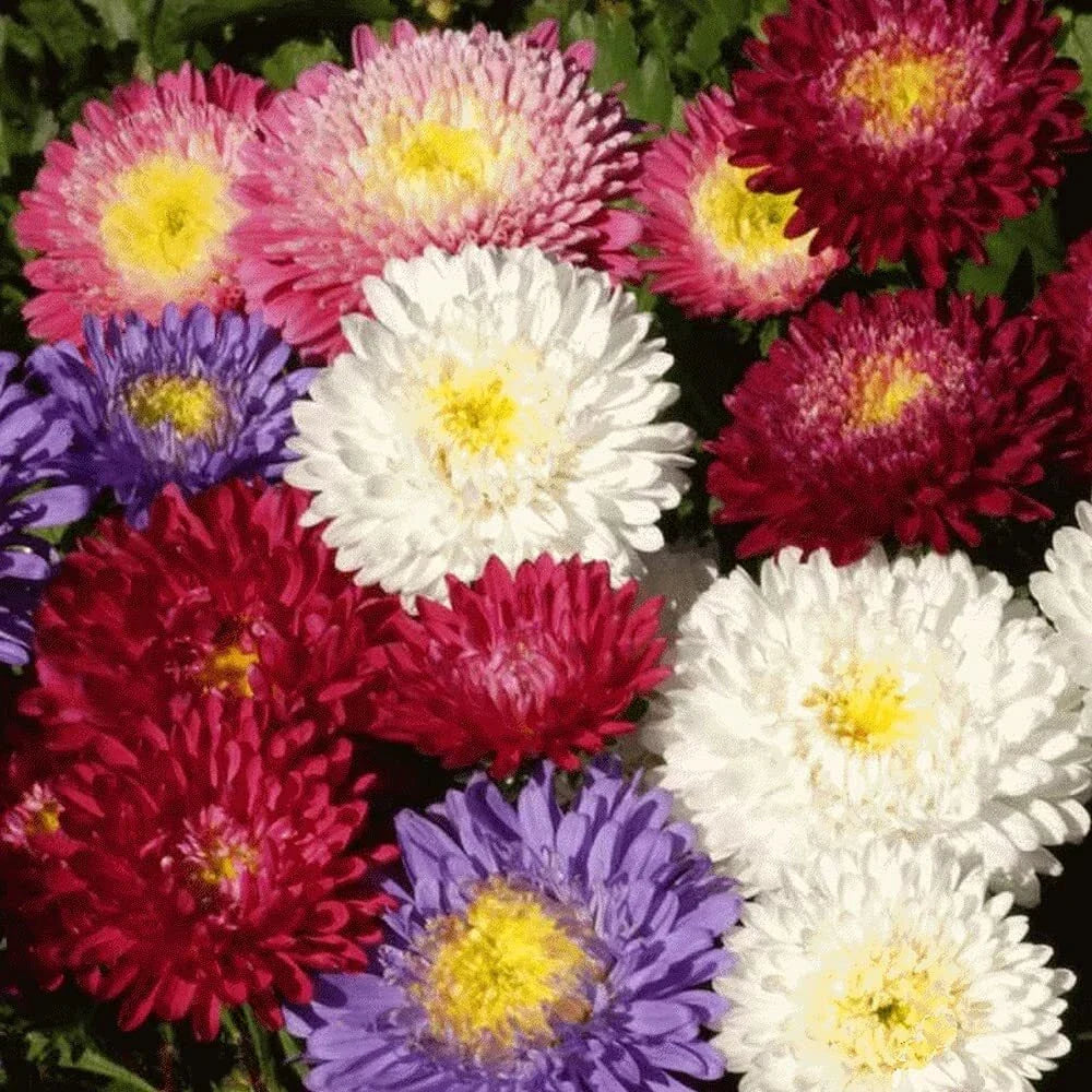 Aster Seeds - Powder Puff Mix, 100 Seeds, Colorful Annual Cut Flowers, Aster spp.