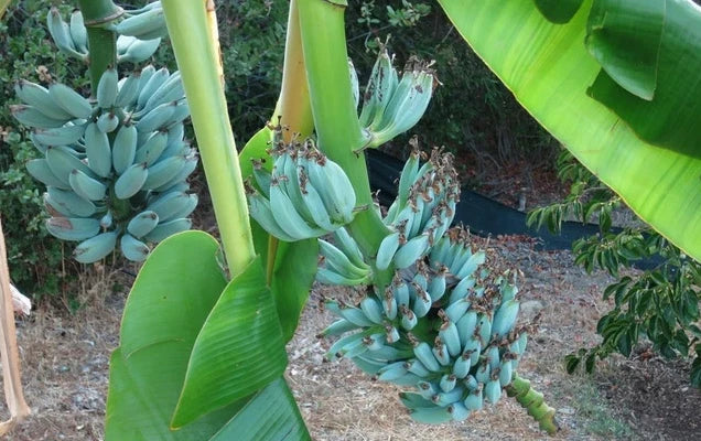 Blue Java Banana Tree - Well-Rooted 4-6in Musa acuminata 'Blue Java' - Ice Cream Banana with Silvery-Blue Foliage