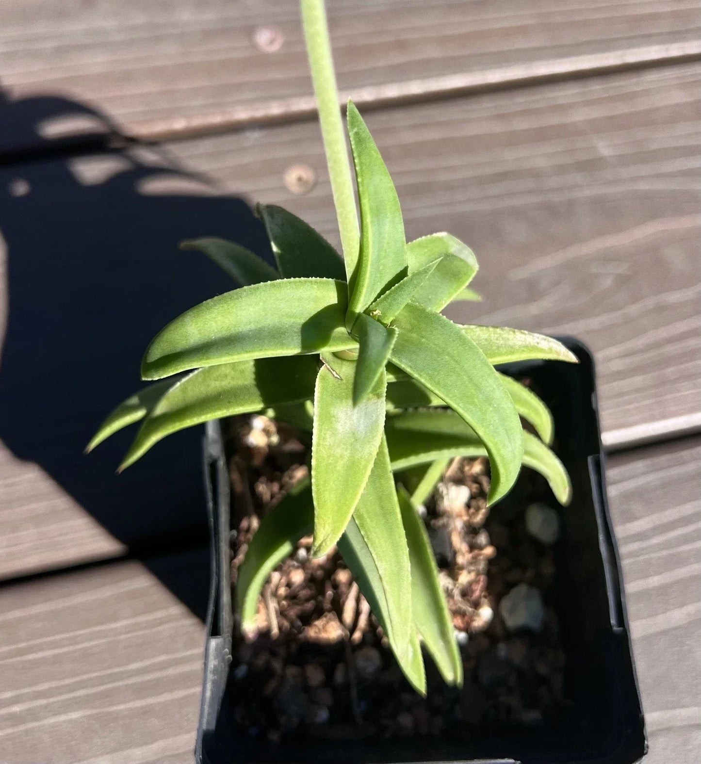 Aloe Pearsonii Hybrid Succulent Plant | Drought-Tolerant Indoor/Outdoor Greenery | Unique Flowering Aloe (Aloe hybrid)
