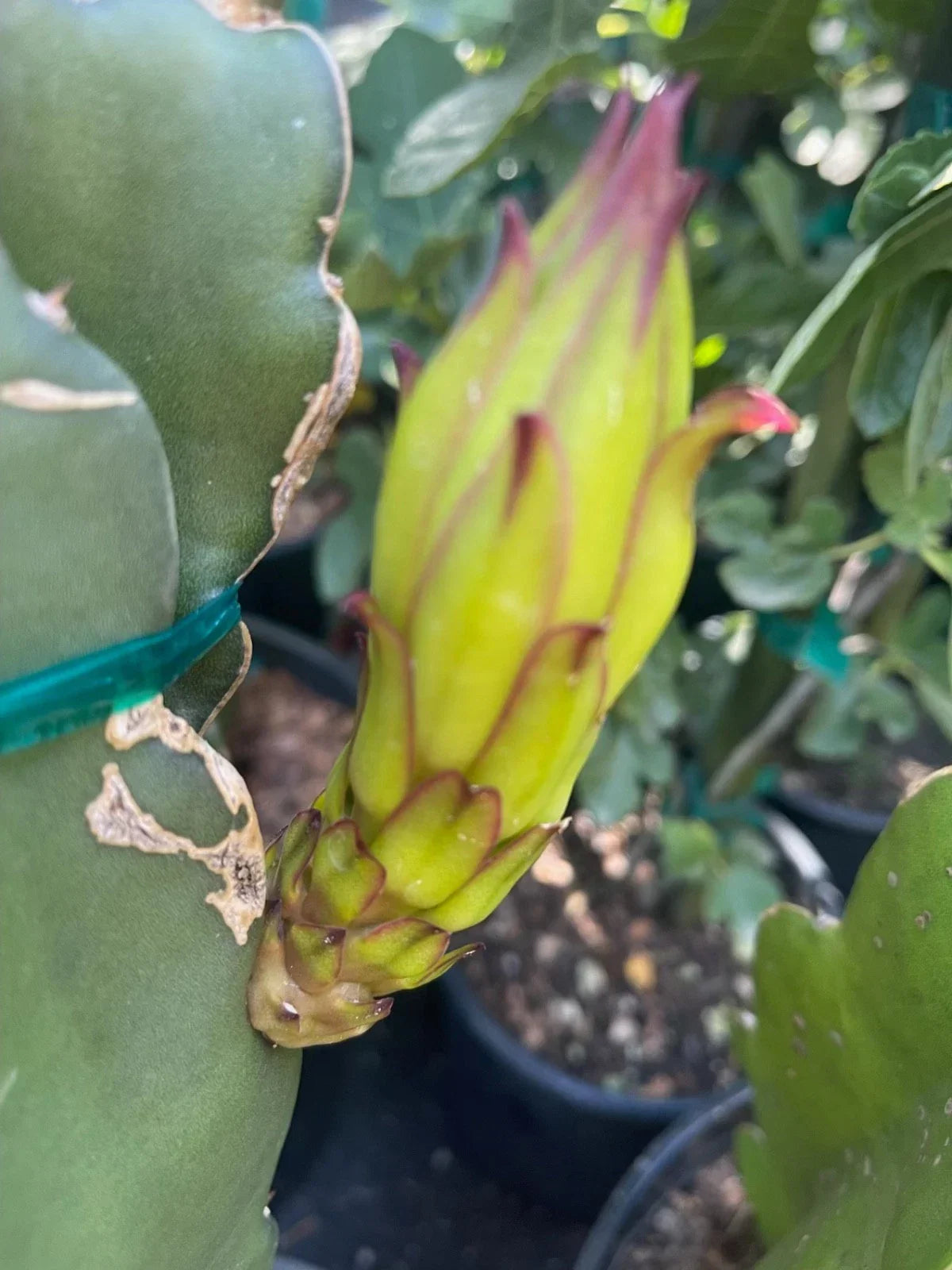 Colombian Yellow Dragon Fruit Cuttings 7 Inch+ True Pitahaya Hylocereus megalanthus Garden Plant